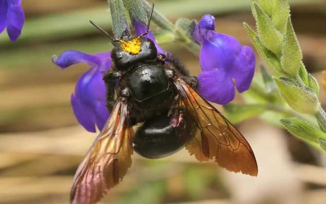Bamboo Bee