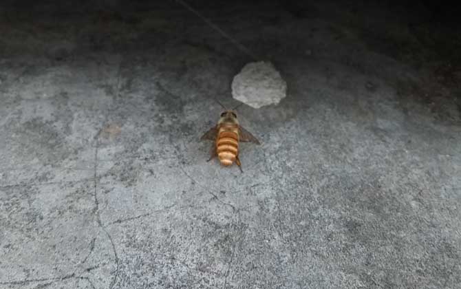 Comparison of bee species