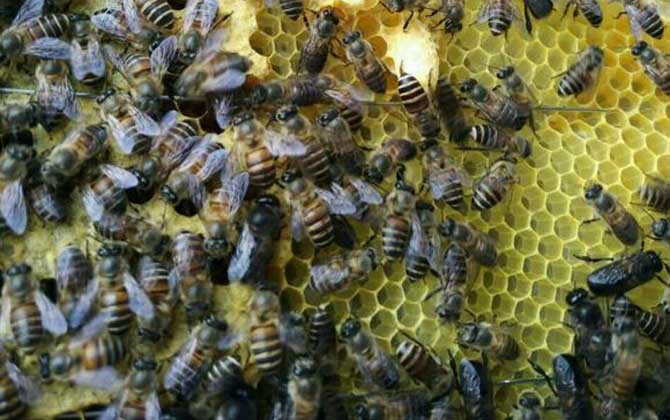 Queen Pheromones