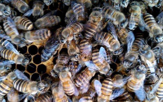 Queenless Hive