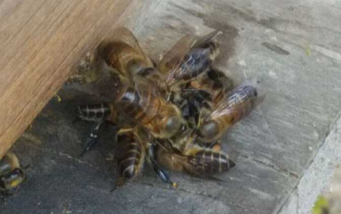 Beekeeping