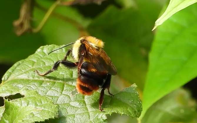 Chinese Carpenter Bee (Xylocopa sinensis):Habitat, Behavior, and Distribution in China