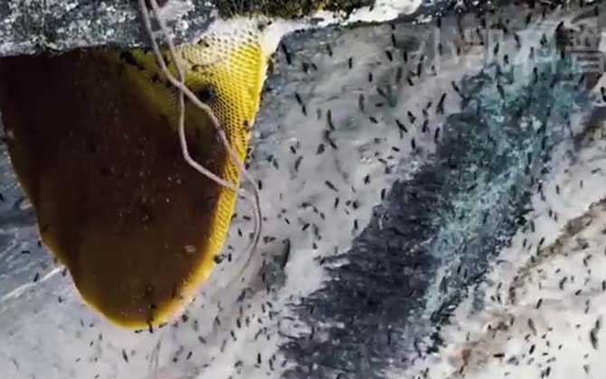 Bee Nesting Site