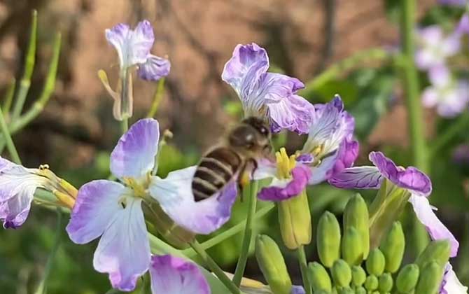 Bee Stinger Left In:Risks, Safe Removal, and Natural Treatment Guide