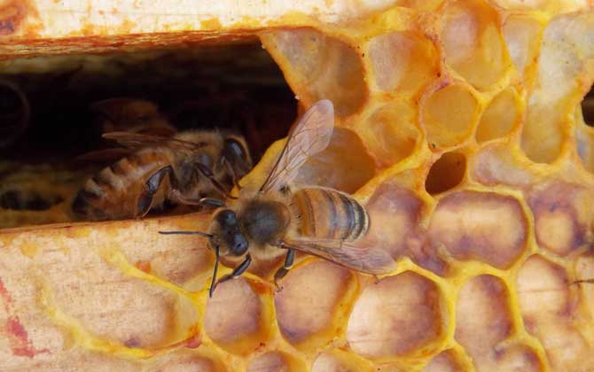 Effective Methods to Control Wax Moth Larvae in Chinese Honey Bee Colonies: Prevention and Elimination Strategies