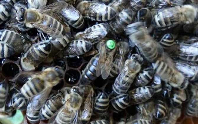 Northeast Black Bee