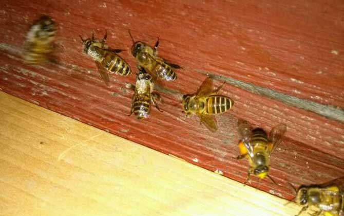 Beekeeping