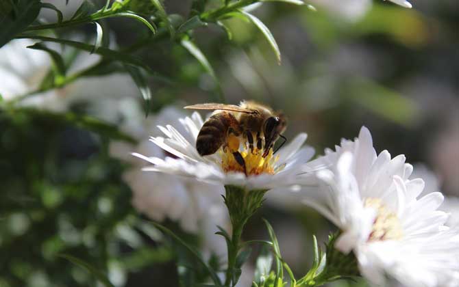 Bee Lifespan