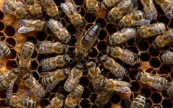 Northeast Black Bee