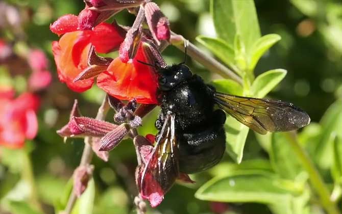 Are Bamboo Bees Venomous? Sting Toxicity and Safety in Southern China
