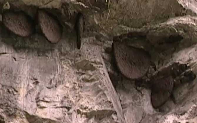 Bee Colony Structure