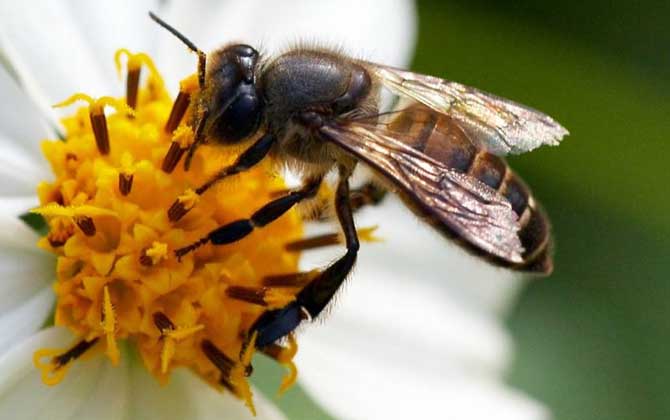 Apis cerana cerana: China’s Native Honey Bee for Sustainable Mountain Beekeeping